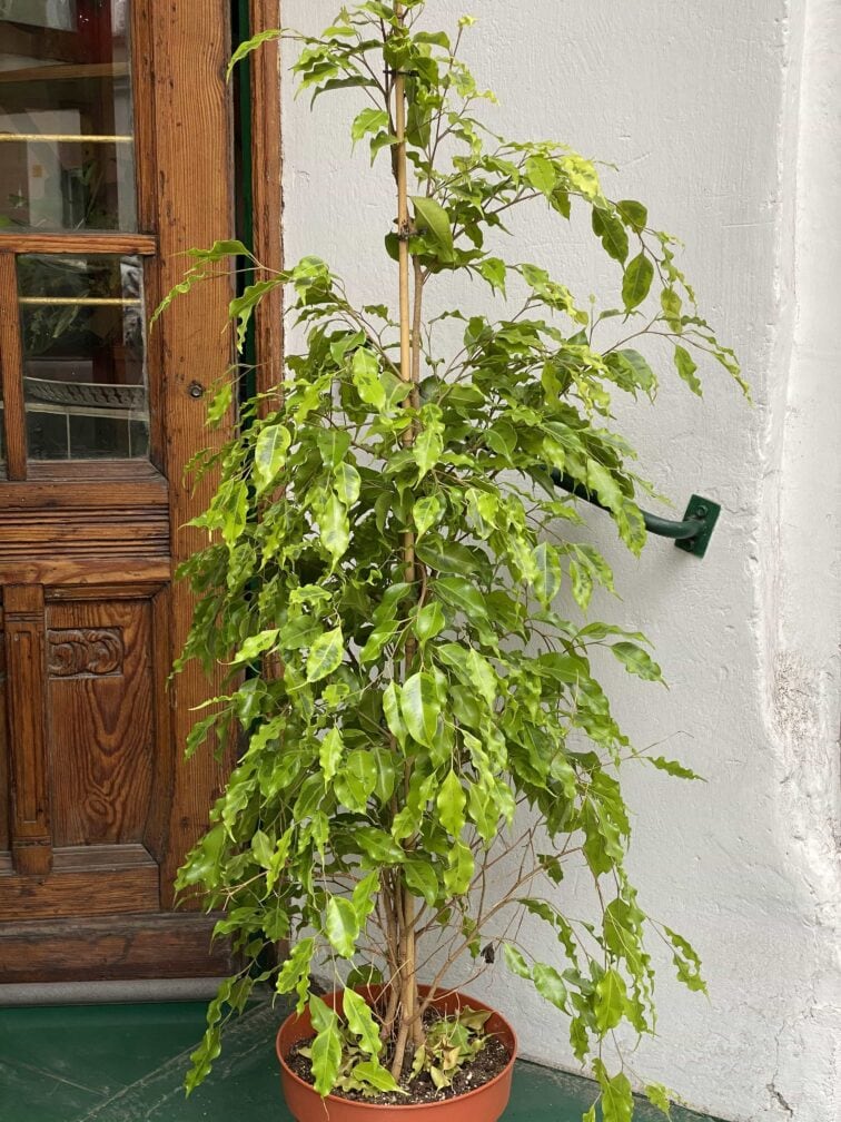 ficus-golden-monique_27x140-0.jpg Zdjęcie rośliny Ficus Golden Monique ujęcie 1