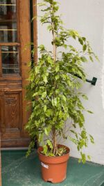 Zdjęcie rośliny Ficus Golden Monique ujęcie 2