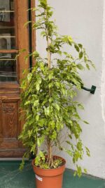 Zdjęcie rośliny Ficus Golden Monique ujęcie 3