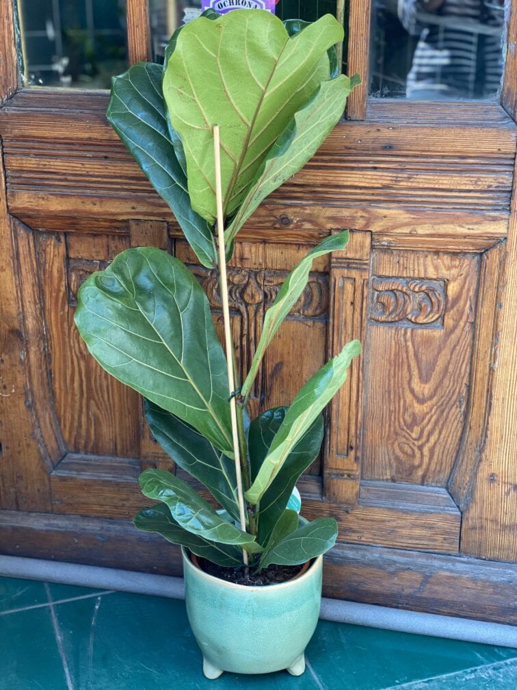 ficus-lyrata_17x90-0.jpg Zdjęcie rośliny Ficus Lyrata (Figowiec Lirolistny / Dębolistny) ujęcie 1