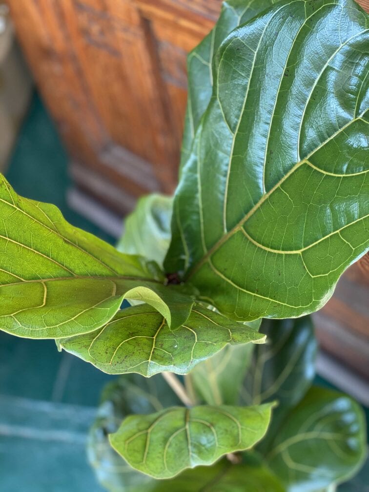 Zdjęcie rośliny Ficus Lyrata (Figowiec Lirolistny / Dębolistny) ujęcie 3