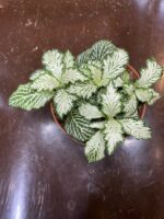 Zdjęcie rośliny Fittonia Albivenis biala ujęcie 1