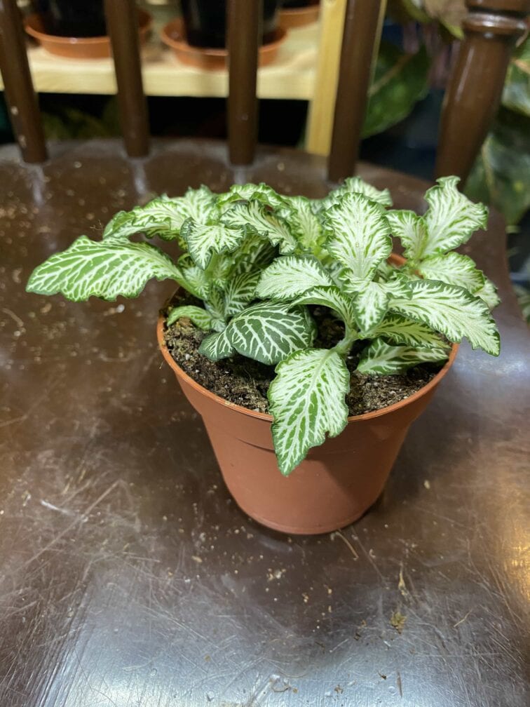 Zdjęcie rośliny Fittonia Albivenis biala ujęcie 2