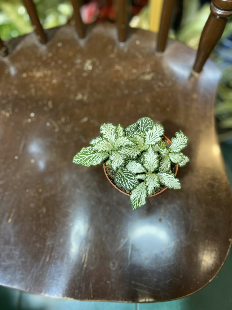 Zdjęcie rośliny Fittonia Albivenis biala ujęcie 3