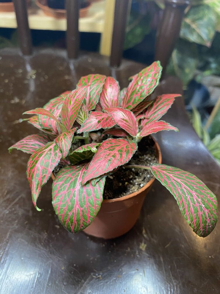 fittonia-albivenis-rozowa_6x11-0.jpg Zdjęcie rośliny Fittonia Albivenis rózowa ujęcie 1