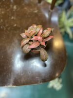 Zdjęcie rośliny Fittonia Albivenis rózowa ujęcie 2
