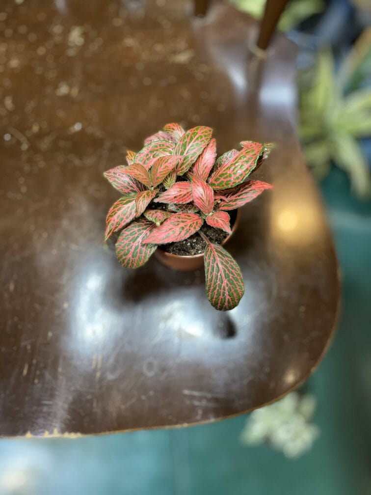 Zdjęcie rośliny Fittonia Albivenis rózowa ujęcie 2
