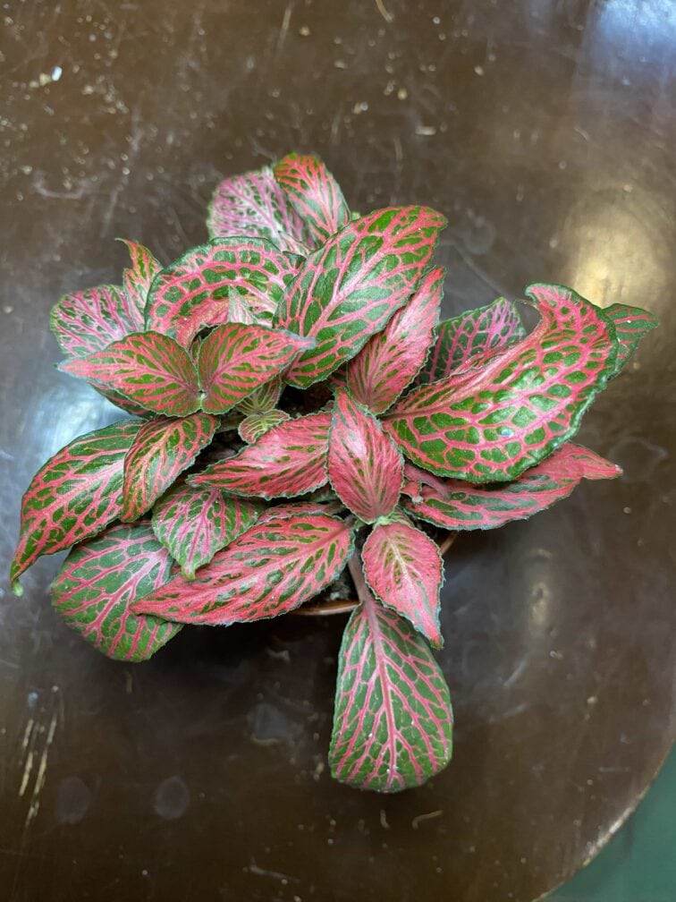 Zdjęcie rośliny Fittonia Albivenis rózowa ujęcie 3