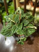 Zdjęcie rośliny Peperomia Caperata Lilian ujęcie 1