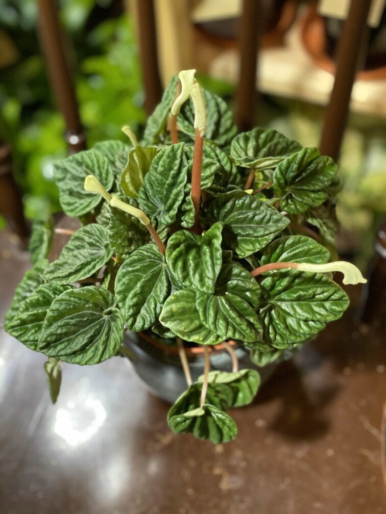 peperomia-caperata-lilian_11x33-0.jpg Zdjęcie rośliny Peperomia Caperata Lilian ujęcie 1