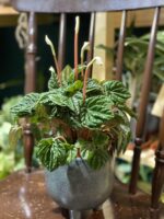 Zdjęcie rośliny Peperomia Caperata Lilian ujęcie 2