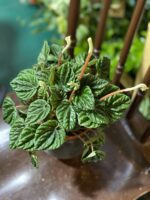 Zdjęcie rośliny Peperomia Caperata Lilian ujęcie 3