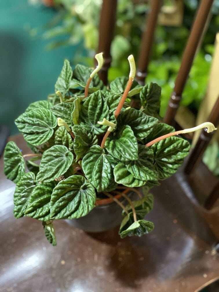 Zdjęcie rośliny Peperomia Caperata Lilian ujęcie 3