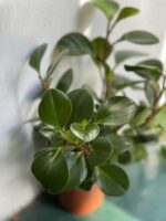 Zdjęcie rośliny Peperomia Obtusifolia ujęcie 1