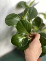 Zdjęcie rośliny Peperomia Obtusifolia ujęcie 2