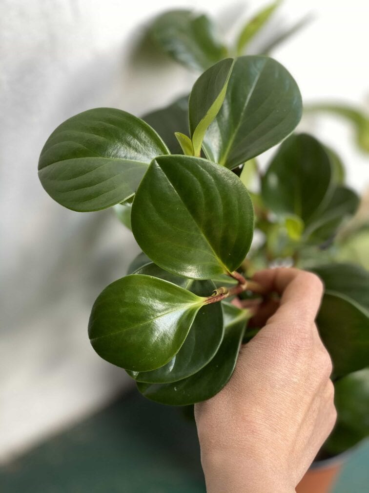 Zdjęcie rośliny Peperomia Obtusifolia ujęcie 2