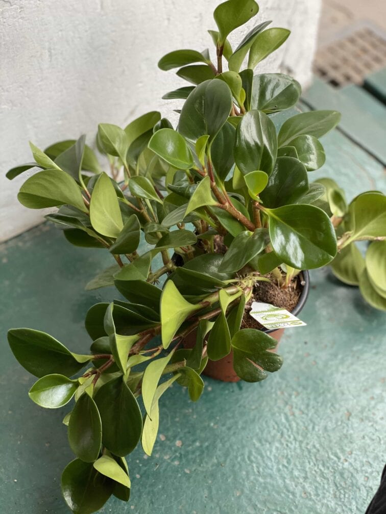 Zdjęcie rośliny Peperomia Obtusifolia ujęcie 3