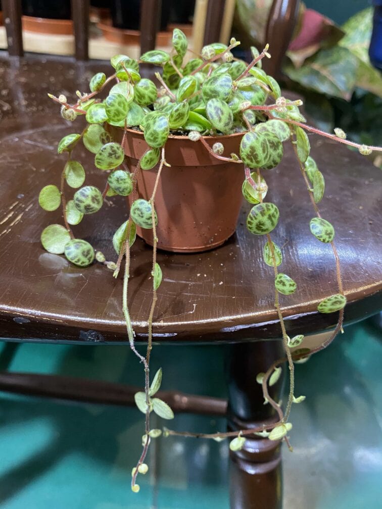 peperomia-prostrata_6x15-0.jpg Zdjęcie rośliny Peperomia Prostrata ujęcie 1