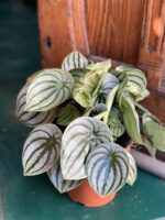 Zdjęcie rośliny Peperomia Watermelon ujęcie 1