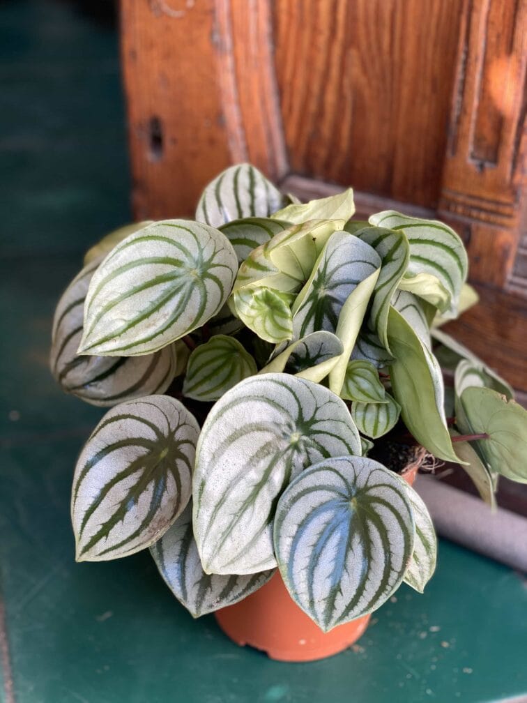 Zdjęcie rośliny Peperomia Watermelon ujęcie 1