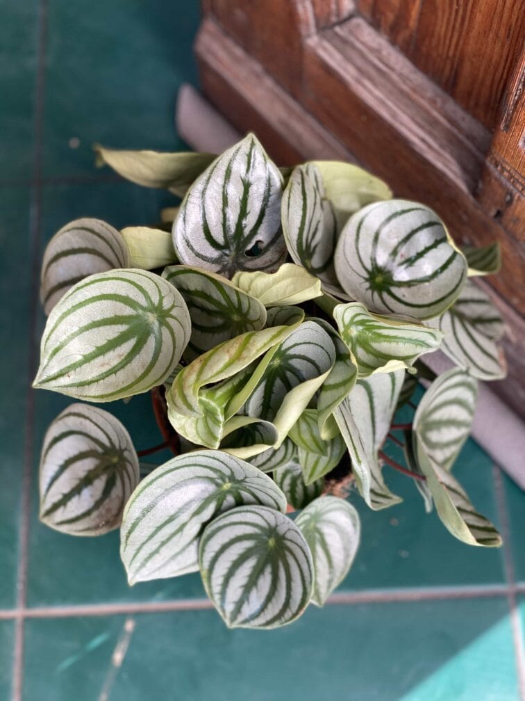 Zdjęcie rośliny Peperomia Watermelon ujęcie 2