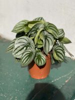 Zdjęcie rośliny Peperomia Watermelon ujęcie 3