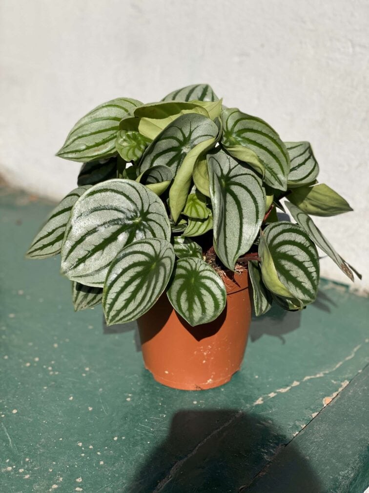 Zdjęcie rośliny Peperomia Watermelon ujęcie 3