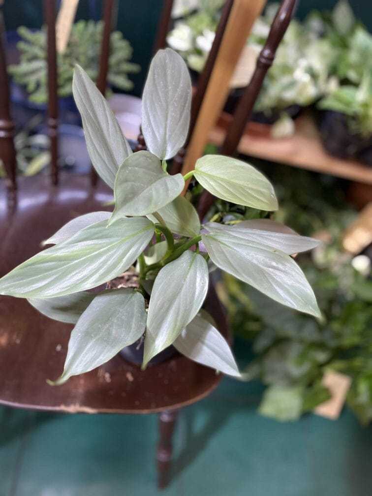 Zdjęcie rośliny Philodendron Hastatum ujęcie 1