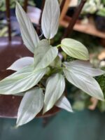 Zdjęcie rośliny Philodendron Hastatum ujęcie 2