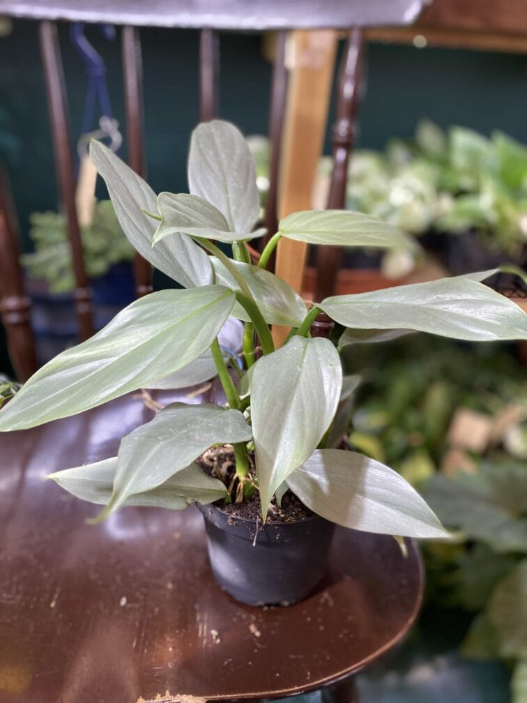 Zdjęcie rośliny Philodendron Hastatum ujęcie 3
