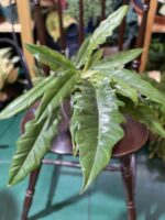 Zdjęcie rośliny Philodendron Narrow ujęcie 1