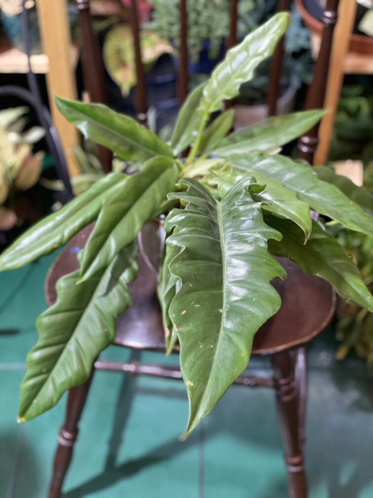 Zdjęcie rośliny Philodendron Narrow ujęcie 1