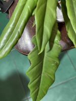 Zdjęcie rośliny Philodendron Narrow ujęcie 2