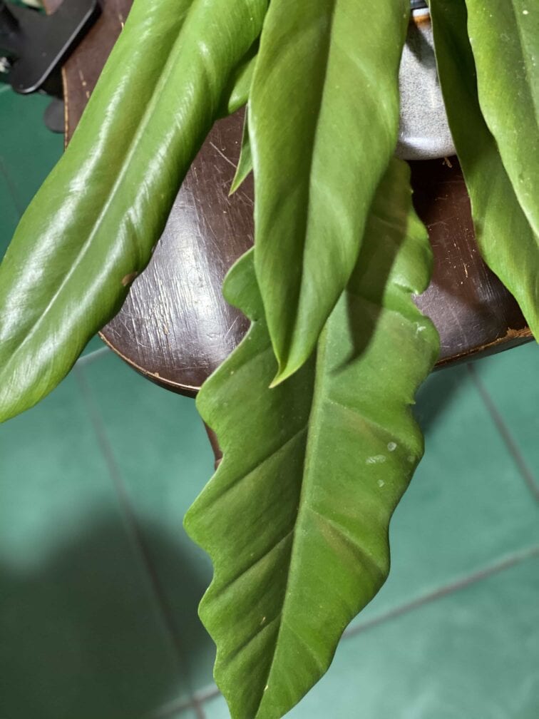 Zdjęcie rośliny Philodendron Narrow ujęcie 2