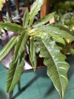 Zdjęcie rośliny Philodendron Narrow ujęcie 3