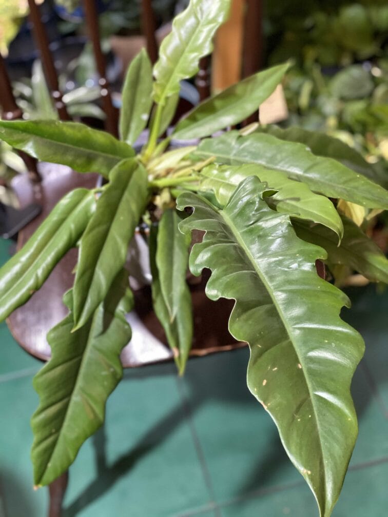 Zdjęcie rośliny Philodendron Narrow ujęcie 3