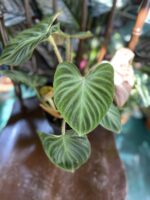 Zdjęcie rośliny Philodendron Verrucosum ujęcie 1