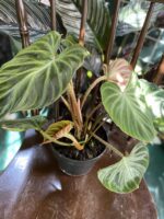Zdjęcie rośliny Philodendron Verrucosum ujęcie 2