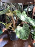 Zdjęcie rośliny Philodendron Verrucosum ujęcie 3