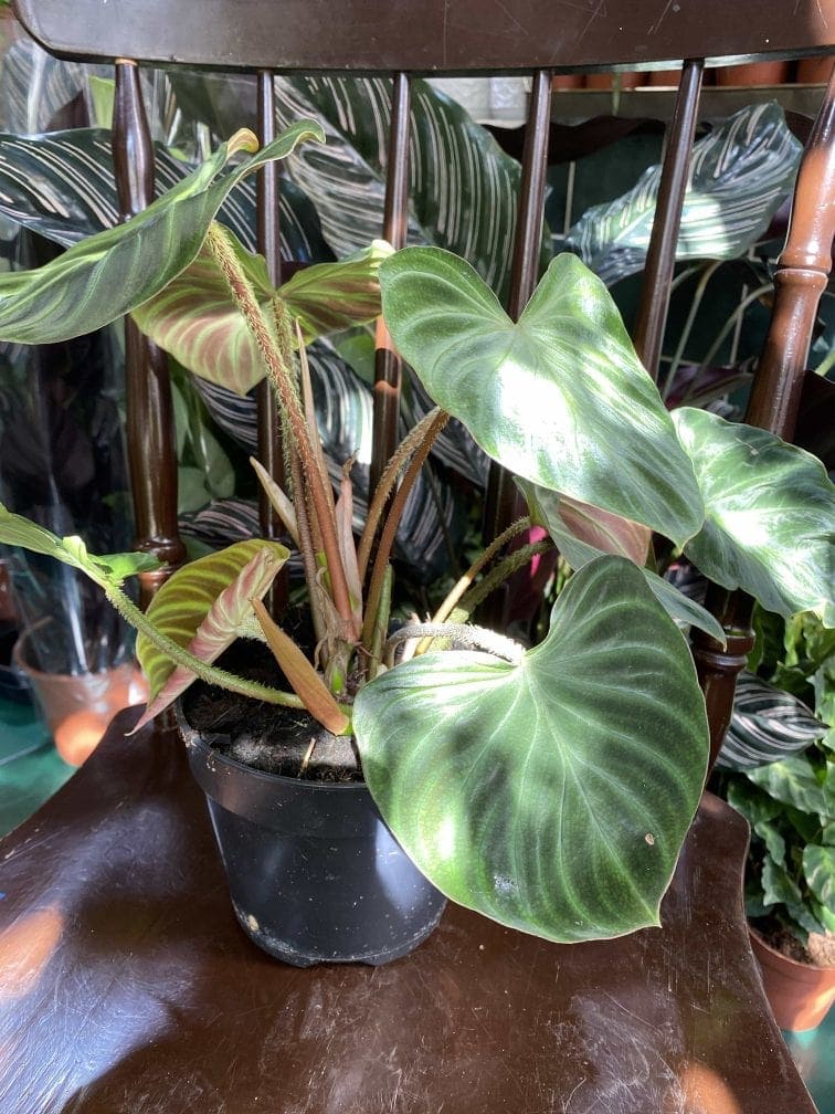 Zdjęcie rośliny Philodendron Verrucosum ujęcie 3