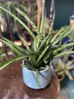 Zdjęcie rośliny Sansevieria Kirkii Friends ujęcie 1