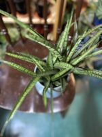 Zdjęcie rośliny Sansevieria Kirkii Friends ujęcie 2