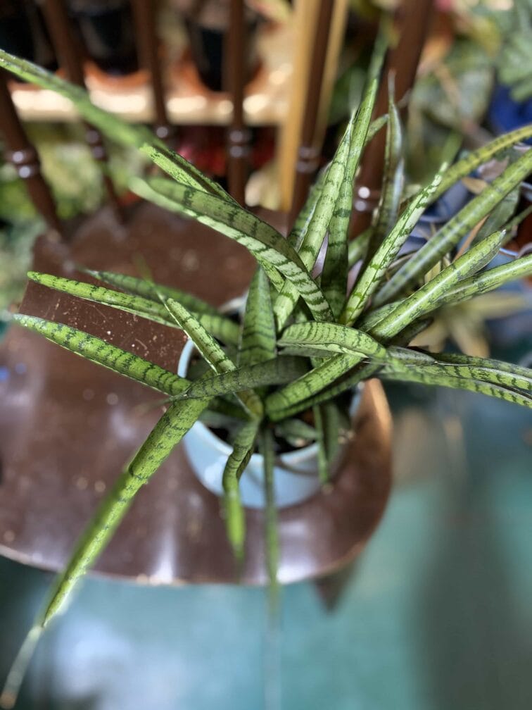 Zdjęcie rośliny Sansevieria Kirkii Friends ujęcie 2