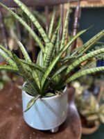 Zdjęcie rośliny Sansevieria Kirkii Friends ujęcie 3
