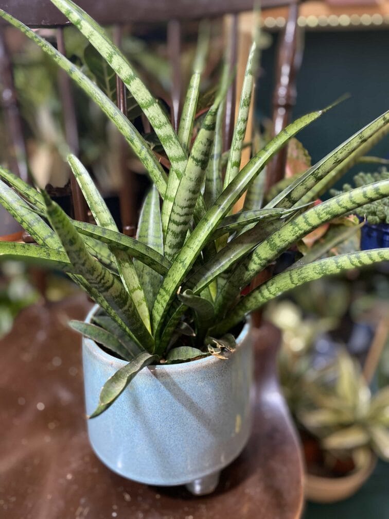 Zdjęcie rośliny Sansevieria Kirkii Friends ujęcie 3