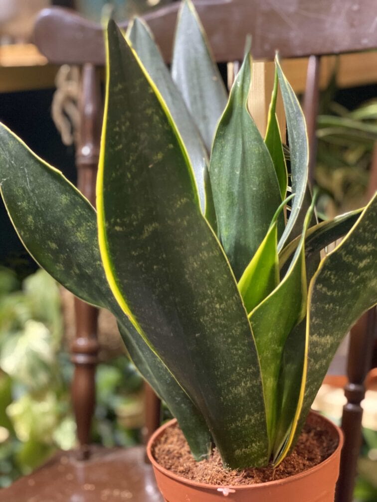 sansevieria-trifasciata-robusta_12x46-0.jpg Zdjęcie rośliny Sansevieria Trifasciata Robusta ujęcie 1