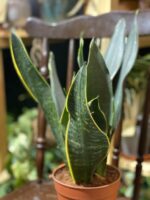 Zdjęcie rośliny Sansevieria Trifasciata Robusta ujęcie 2