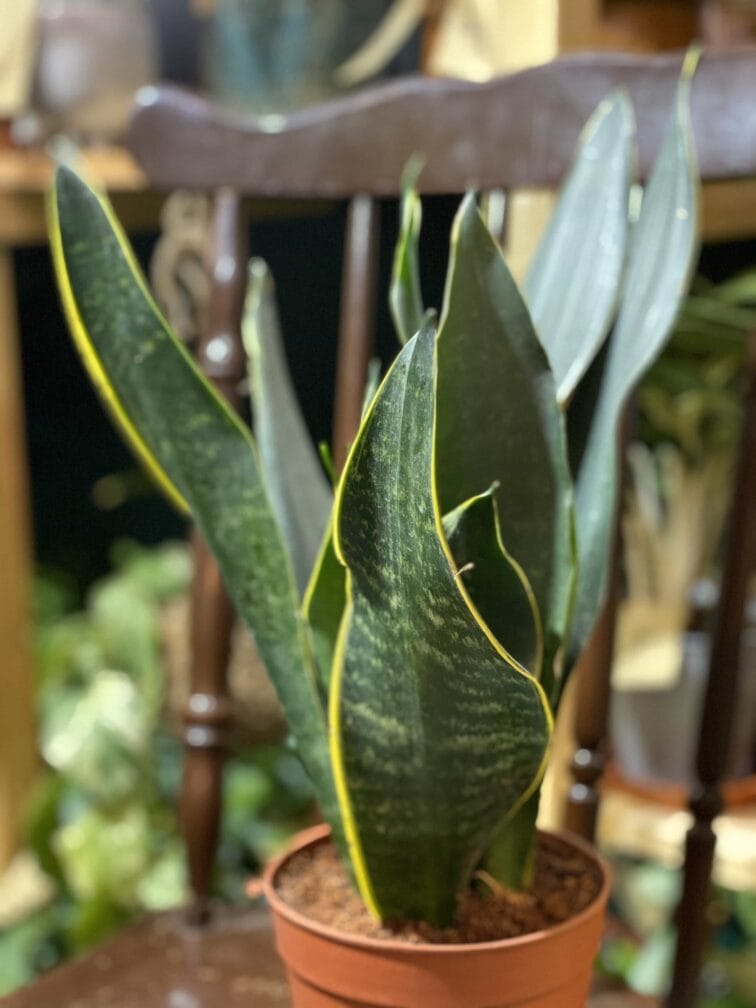 Zdjęcie rośliny Sansevieria Trifasciata Robusta ujęcie 2