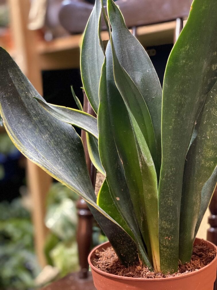 Zdjęcie rośliny Sansevieria Trifasciata Robusta ujęcie 3