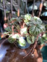 Zdjęcie rośliny Saxifraga solonifera ujęcie 1